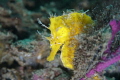   This lined seahorse was easy find even poor visibility guy almost seemed glow against dark background. background  